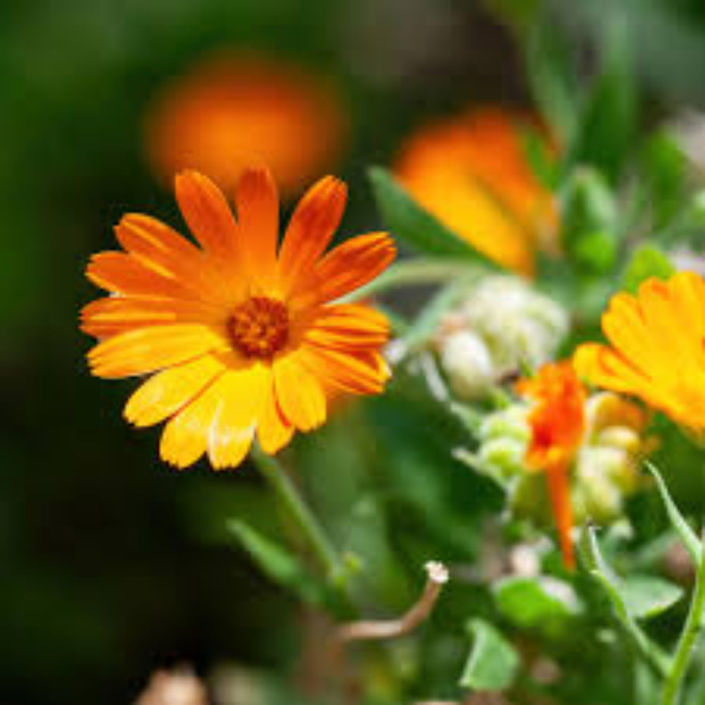 Pacific Beauty Calendula Flower Mix Fresh