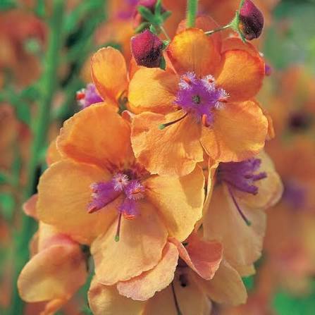 Orange Verbascum Flower Seeds for - Heirloom Non GMO Premium Garden Seeds for Planting, High Germination Outdoor Plants