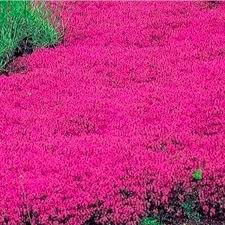 Pink Creeping Thyme Flower Seeds for Planting Heirloom Non-GMO High Germination Organic Garden Seeds Colorful Groun