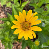 Heliopsis Flower Seeds for Planting Heirloom Non-GMO High Germination Organic Garden Seeds Rare Blooming Plants -