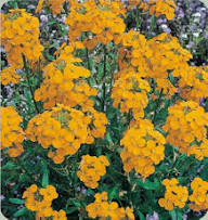 Orange Cheiranthus Flower Seeds - Heirloom Non GMO High Germination Garden Seeds for Planting