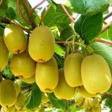 jin tao kiwi fruit for planting rich in vitamins and minerals heirloom Fruit seeds