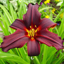 Dark Maroon Hemerocallis Flower Seeds
