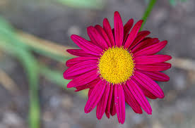 Pink Daisy Flower Seeds for - Heirloom Non GMO Premium Garden Seeds for Planting, High Germination Outdoor Plants