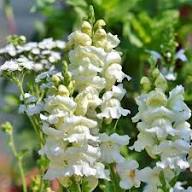 White Antirrhinum Majus Flower Flower Seeds - Heirloom Non GMO High Germination Organic Garden Planting Seeds