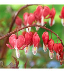 Bleeding Heart Flower Seeds