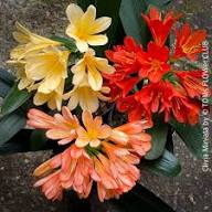 Mixed Clivia Flower Seeds