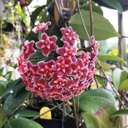 RED HOYA Flower Seeds