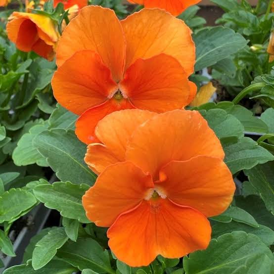 Orange Viola Flower Seeds for - Heirloom Non GMO Premium Garden Seeds for Planting, High Germination Outdoor Plants