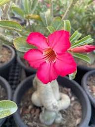 Pink Desert Rose Flower Seeds