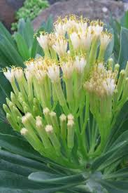 Kleinia Flower Seeds for Planting Heirloom Non-GMO High Germination Organic Garden Seeds Colorful Landscape - Heirloom