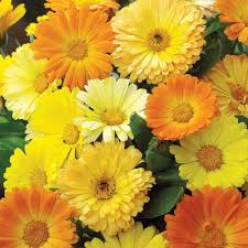 Heirloom Calendula Officinalis English Field Marigold Large Flower Garden Mix Flower Seeds Home