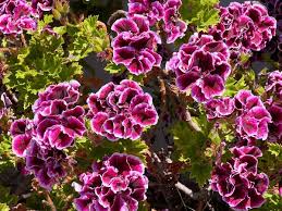 Marron Pelargonium Flower Seeds