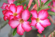 Pink Desert Rose Flower Seeds - Heirloom Non GMO Premium Garden Seeds for Planting, High Germination Outdoor Plants