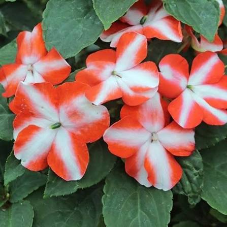 White Orange Impatiens Flower Seeds - Heirloom Non GMO Premium Garden Seeds for Planting, High Germination Outdoor Plant