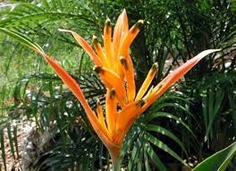 ORANGE HELICONIA Flower Seeds