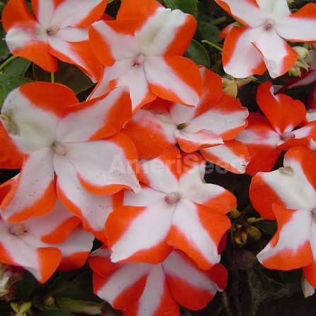 White Orange Impatiens Flower Seeds