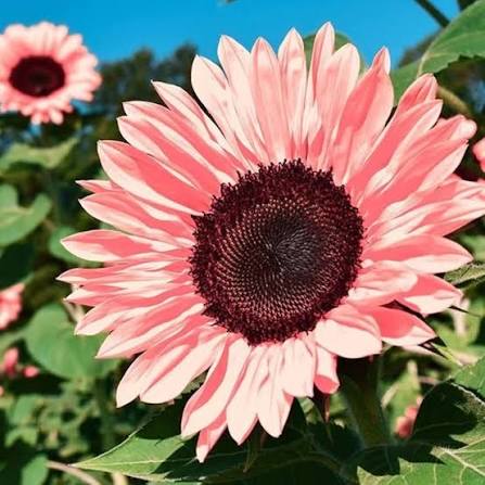 Pink Giant Sunflower Seeds