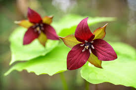 Marron Trillium Flower Seeds for Planting Heirloom Non-GMO High Germination Organic Garden Seeds - Heirloom Non GMO