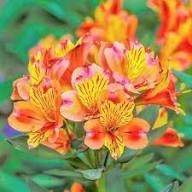Orange Alstroemeria Flower Seeds