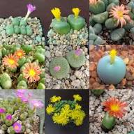 Mixed Conophytum Flower Seeds for Planting Heirloom Non-GMO High Germination Organic Garden Seeds - Heirloom Non GMO