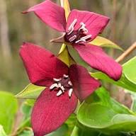 Marron Trillium Flower Seeds