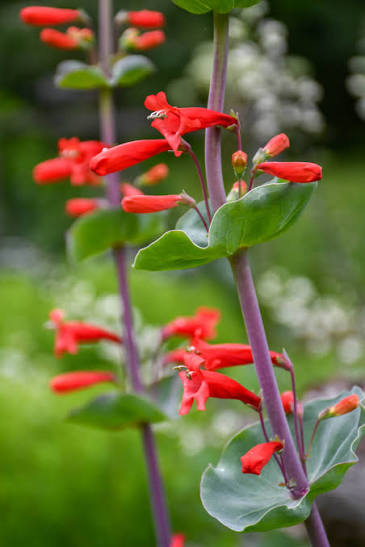 Red Penstemon Flower Seeds for - Heirloom Non GMO Premium Garden Seeds for Planting, High Germination Outdoor Plants