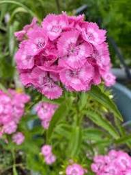 Pink Dianthus Flower Seeds – - Heirloom Non GMO Premium Garden Seeds for Planting, High Germination Outdoor Plants
