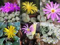 Mixed Conophytum Flower Seeds for Planting Heirloom Non-GMO High Germination Organic Garden Seeds - Heirloom Non GMO