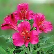 Pink Alstroemeria Flower Seeds