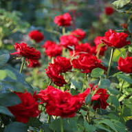 Red Rose Flower Seeds