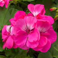 Pink Geranium Pelargonium for Planting Heirloom Non-GMO High Germination Organic Garden Flower Seeds - Heirloom Non GM