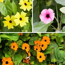 Mixed Thunbergia Flower Seeds