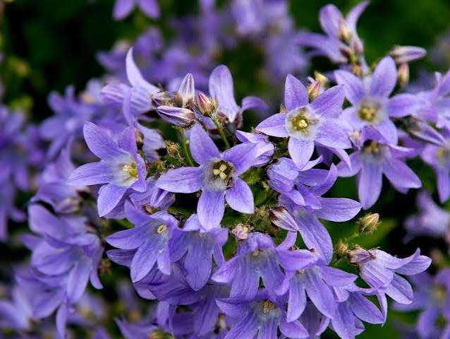 Purple Light Bell Flower Seeds