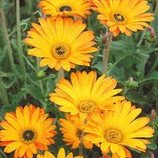 White Arctotis Flower Seeds - Heirloom, Non-GMO, High Germination Flower Seeds for Planting