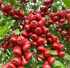 Red Rose Apple Fruits Seeds