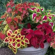 Coleus Flower Seeds
