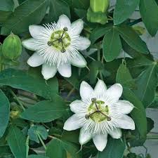 White Passiflora Flower Seeds