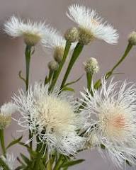 White Centaurea Flower Seeds - Heirloom Non GMO High Germination Garden Seeds for Planting