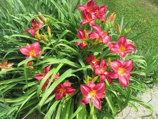 Red Hemerocallis Flower Seeds