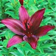Maroon Perennial Flower Seeds Rare Blooming Plants Balcony and Patio Gardening Colorful Seeds for Planting Heirloom Non-