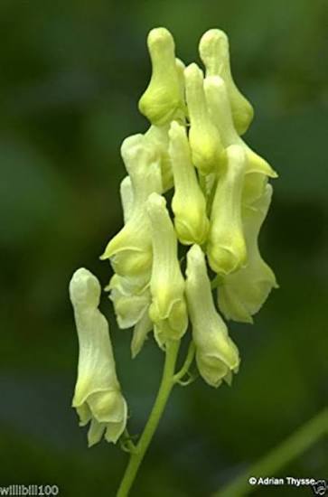 Wolfsbane Flower Seeds