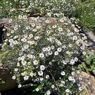 White Aster Flower Flower Seeds - Heirloom Non GMO High Germination Organic Garden Planting Seeds