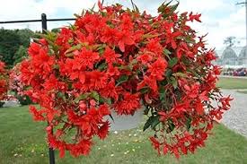 Red Begonia Boliviensis Flower Seeds