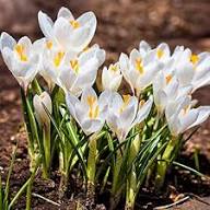 White Saffron Flower Seeds