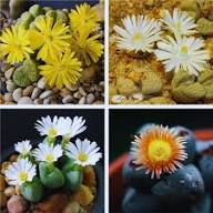 Mixed Conophytum Flower Seeds