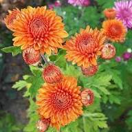 Orange Chrysanthemum Flower Seeds - Heirloom Non GMO High Germination Premium Flower Seeds for Home Garden