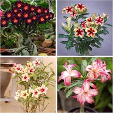 Mixed Adenium Rose Flower Seeds