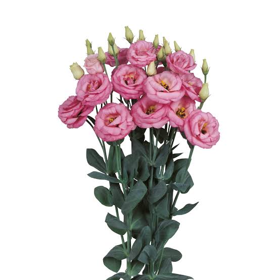 Lisianthus Flower Seeds Heirloom, Non - Heirloom, Non GMO, High Germination, Organic Garden Seeds