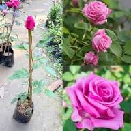 floribunda flower seeds flower